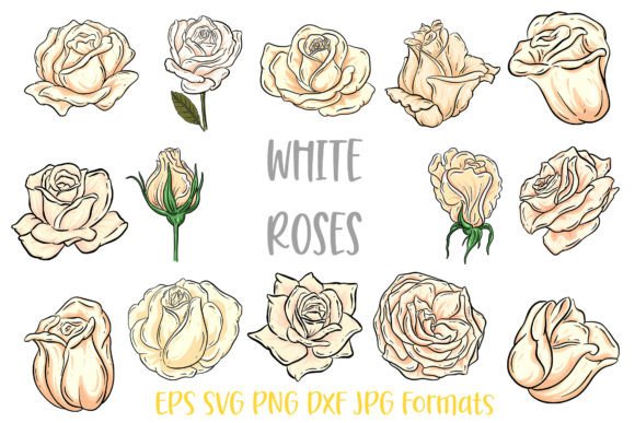 White Rose Flower Graphics & Illustrations Review